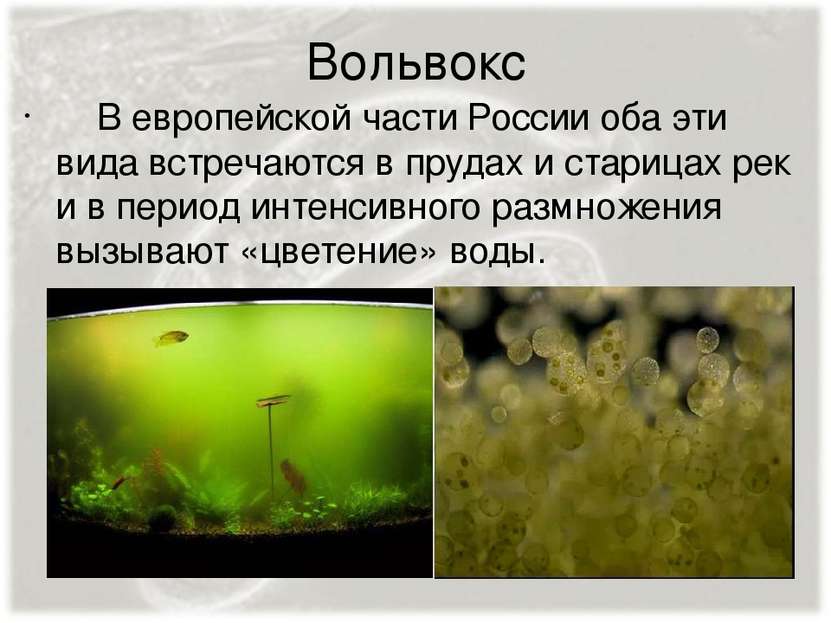 Вольвокс В европейской части России оба эти вида встречаются в прудах и стари...