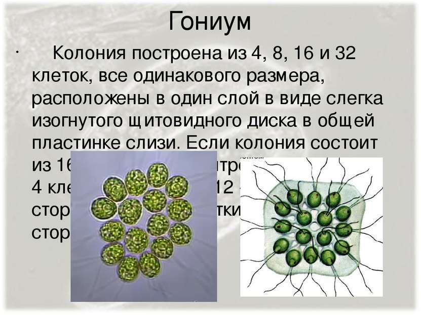 Гониум Колония построена из 4, 8, 16 и 32 клеток, все одинакового размера, ра...
