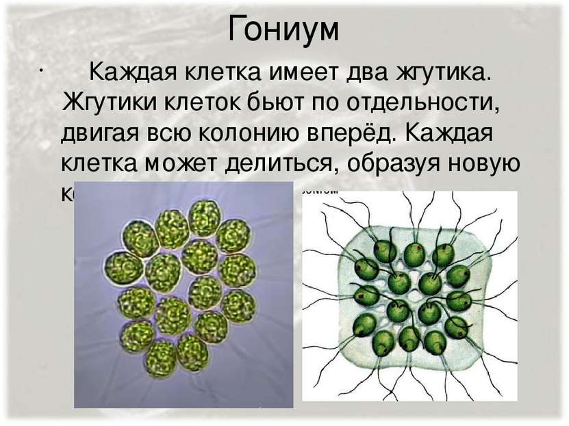 Гониум Каждая клетка имеет два жгутика. Жгутики клеток бьют по отдельности, д...