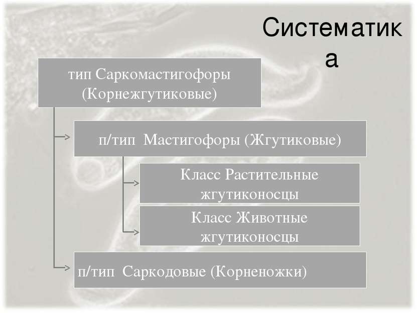Систематика п/тип Мастигофоры (Жгутиковые) п/тип Саркодовые (Корненожки) тип ...