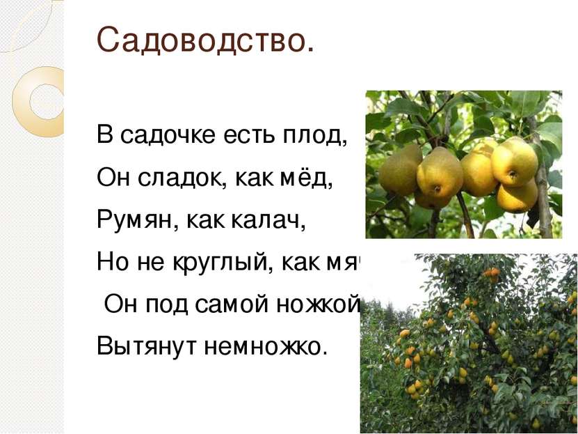 Садоводство. В садочке есть плод, Он сладок, как мёд, Румян, как калач, Но не...