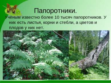 Папоротники. Учёным известно более 10 тысяч папоротников. У них есть листья, ...