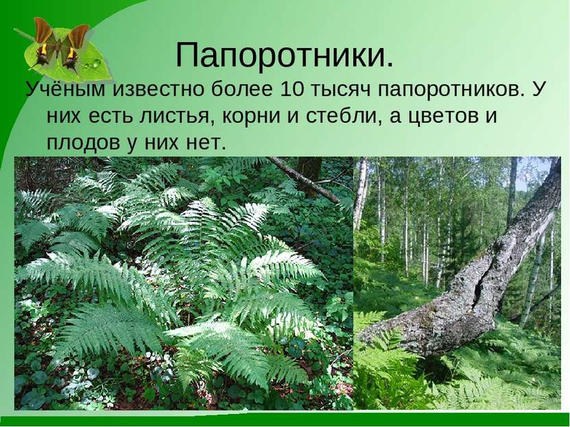 Папоротники. Учёным известно более 10 тысяч папоротников. У них есть листья, ...