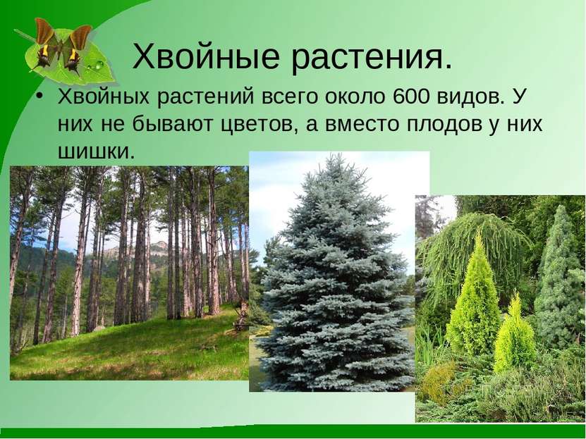 Хвойные растения. Хвойных растений всего около 600 видов. У них не бывают цве...