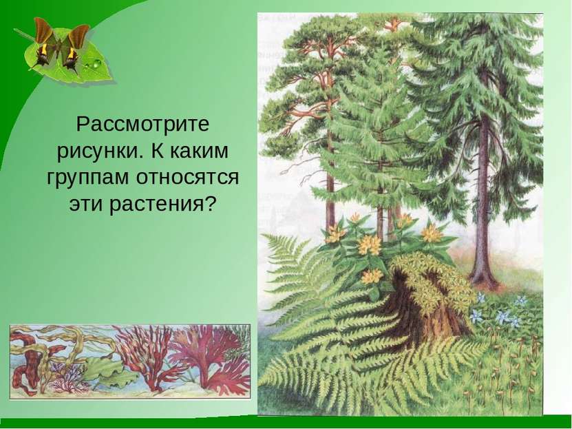 Рассмотрите рисунки. К каким группам относятся эти растения?