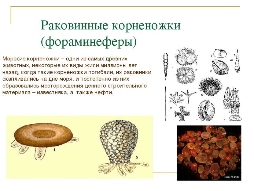 Раковинные корненожки (фораминеферы) Морские корненожки – одни из самых древн...