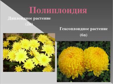 Полиплоидия Гексоплоидное растение (6n) Диплоидное растение (2n)