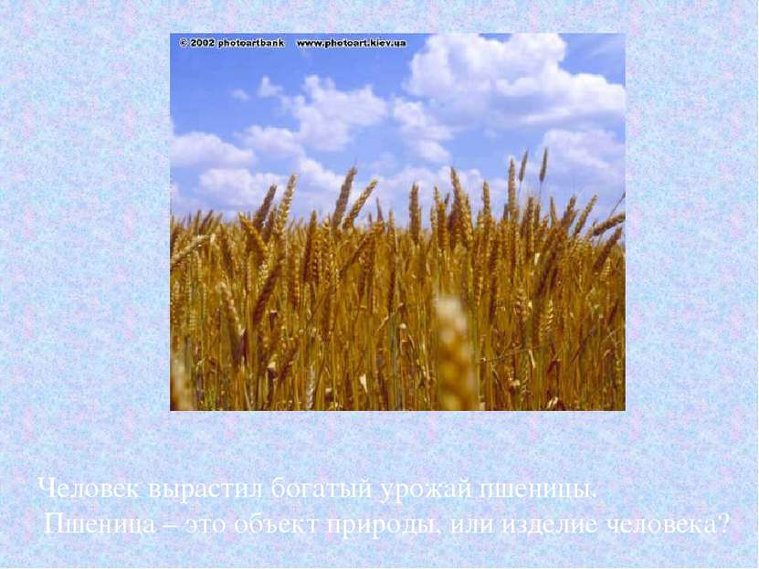 Человек вырастил богатый урожай пшеницы. Пшеница – это объект природы, или из...