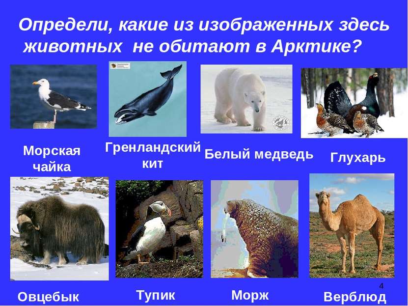 * Определи, какие из изображенных здесь животных не обитают в Арктике? Морска...