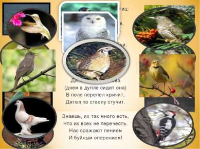 Ой, как много в мире птиц: Пеликанов и синиц, Зимородков и клестов, Попугаев ...