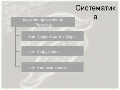 Систематика тип Саркомастигофоры тип Инфузории царство простейшие Protozoa ти...