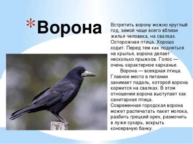 Встретить ворону можно круглый год, зимой чаще всего вблизи жилья человека, н...