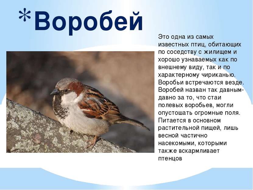 Это одна из самых известных птиц, обитающих по соседству с жилищем и хорошо у...