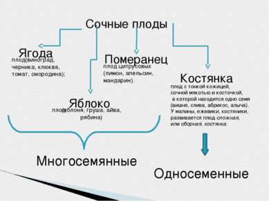 Сочные плоды Ягода Яблоко Померанец Костянка плод   (яблоня, груша, айва, ряб...