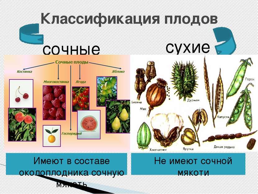 Классификация плодов Имеют в составе околоплодника сочную мякоть Не имеют соч...