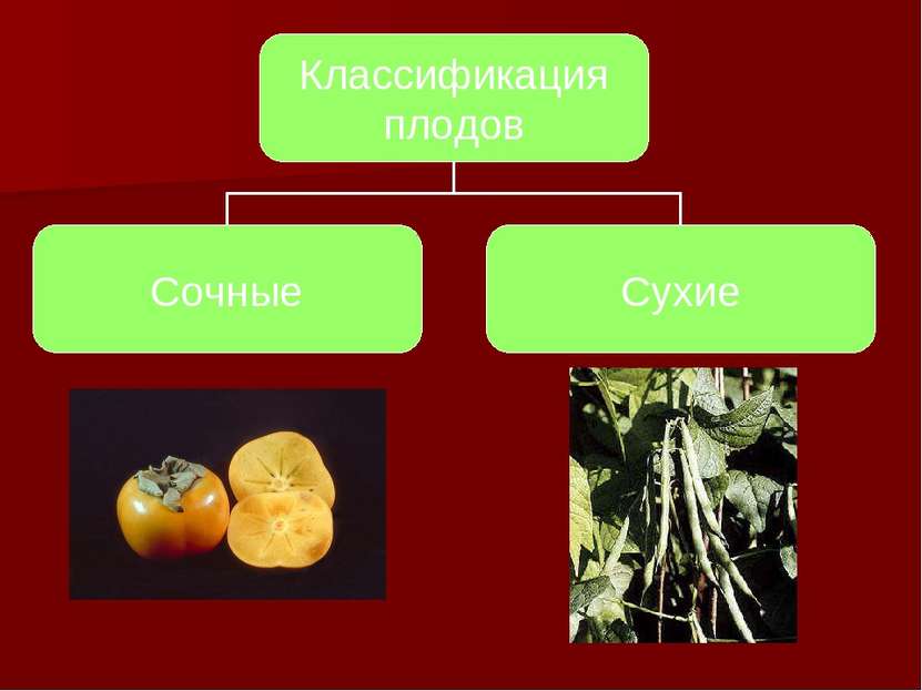 Какое значение плодов. Сухие плоды. Разнообразие сочных плодов. Сухие и сочные плоды. Презентация на тему плоды.