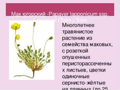 Мак югорский -Papaver lapponicum ssp. Jugoricum (Tolm.) Tolm. Многолетнее тра...