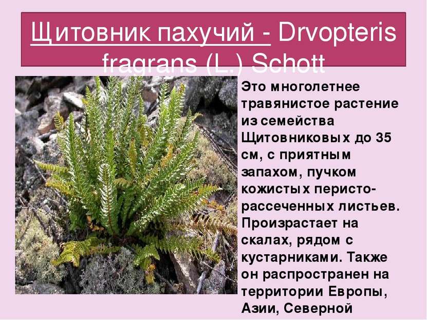 Щитовник пахучий - Drvopteris fragrans (L.) Schott Это многолетнее травянисто...
