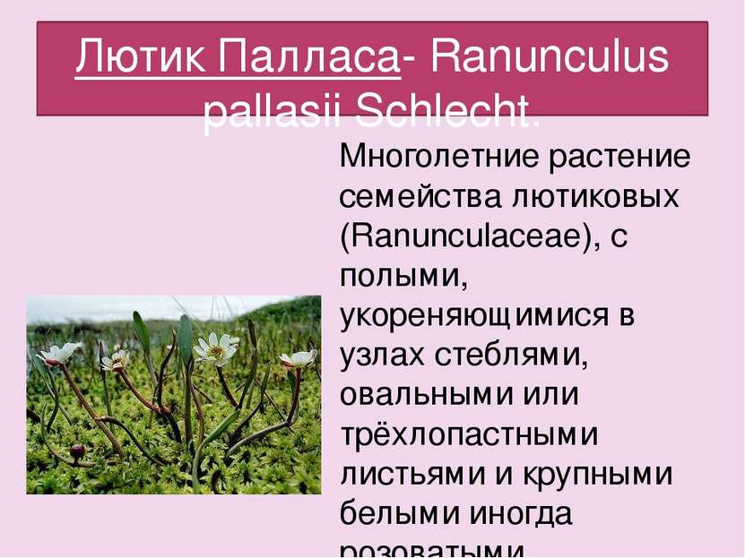 Лютик Палласа- Ranunculus pallasii Schlecht. Многолетние растение семейства л...