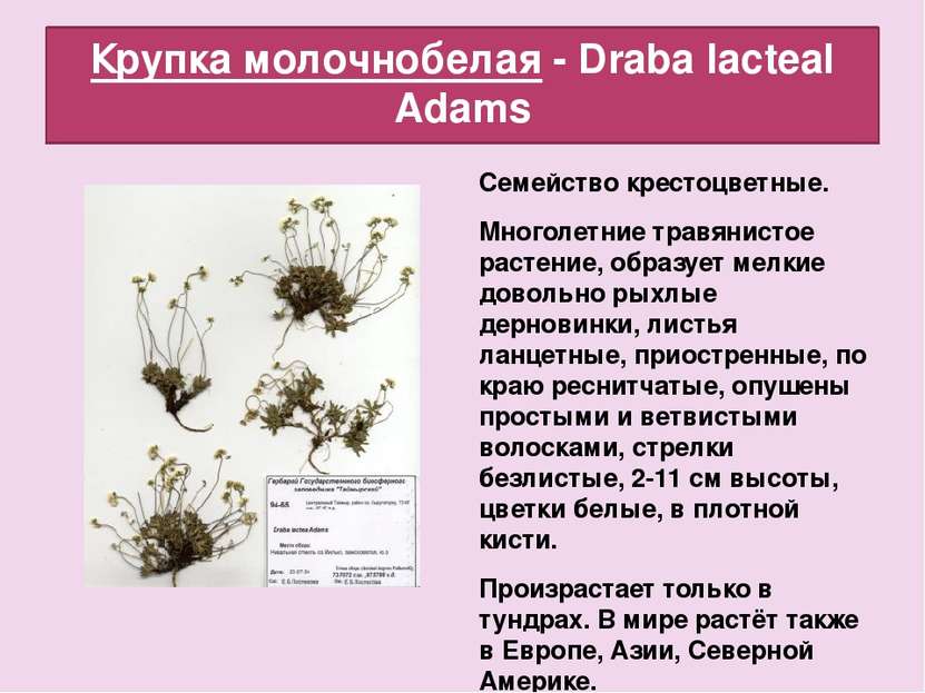 Крупка молочнобелая - Draba lacteal Adams Семейство крестоцветные. Многолетни...
