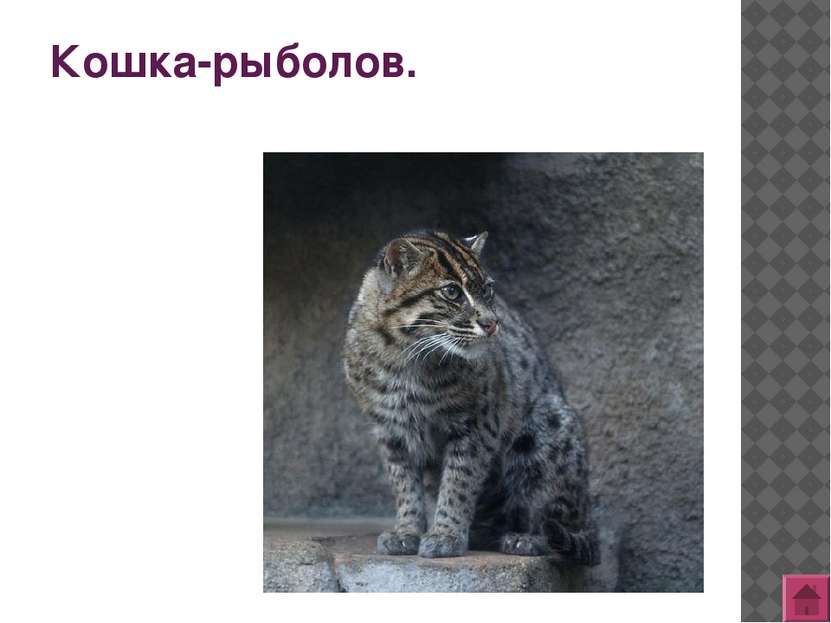 Сибирская кошка - национальная гордость России.