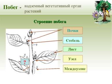 Побег - надземный вегетативный орган растений Стебель Лист Почки Строение поб...