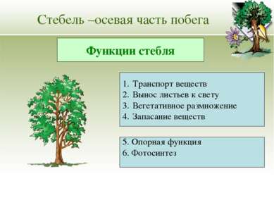 Стебель –осевая часть побега Транспорт веществ Вынос листьев к свету Вегетати...