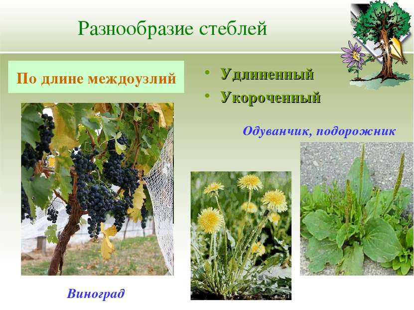 Разнообразие стеблей Удлиненный Укороченный По длине междоузлий Одуванчик, по...