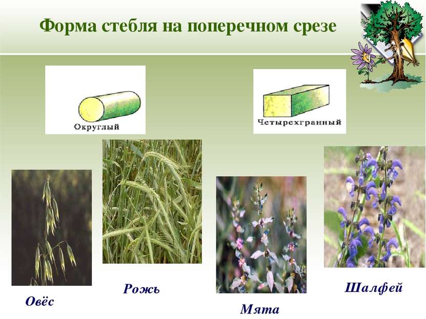 Форма стебля на поперечном срезе Овёс Рожь Мята Шалфей