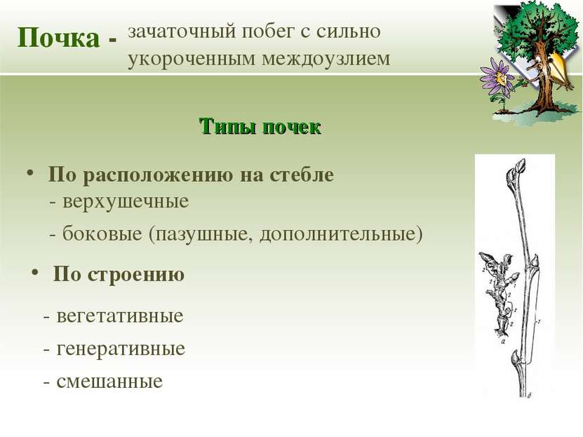 По расположению на стебле Почка - зачаточный побег с сильно укороченным междо...