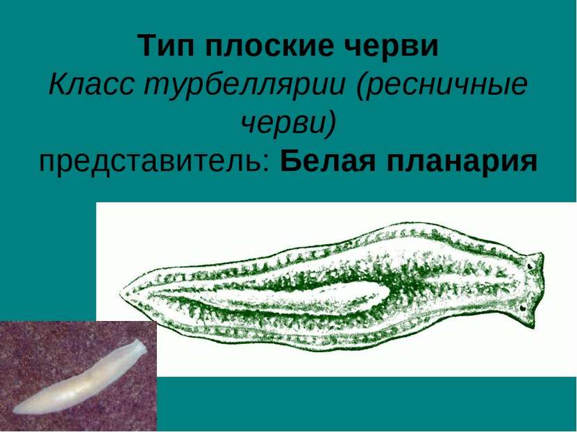 Тип плоские черви Класс турбеллярии (ресничные черви) представитель: Белая пл...