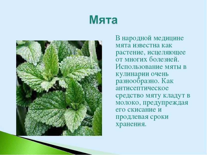 В народной медицине мята известна как растение, исцеляющее от многих болезней...