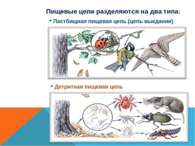 Пищевые цепи разделяются на два типа: Пастбищная пищевая цепь (цепь выедания)...