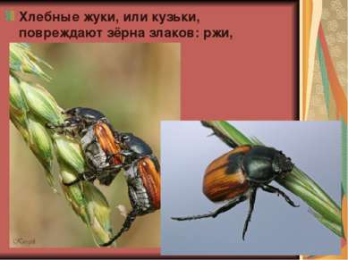 Хлебные жуки, или кузьки, повреждают зёрна злаков: ржи, ячменя, пшеницы.