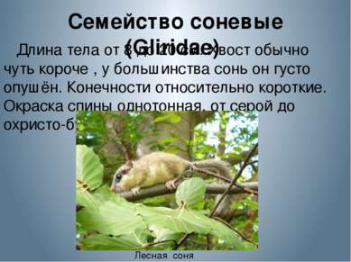 Семейство соневые (Gliridae)  Длина тела от 8 до 20 см. Хвост обычно чуть кор...