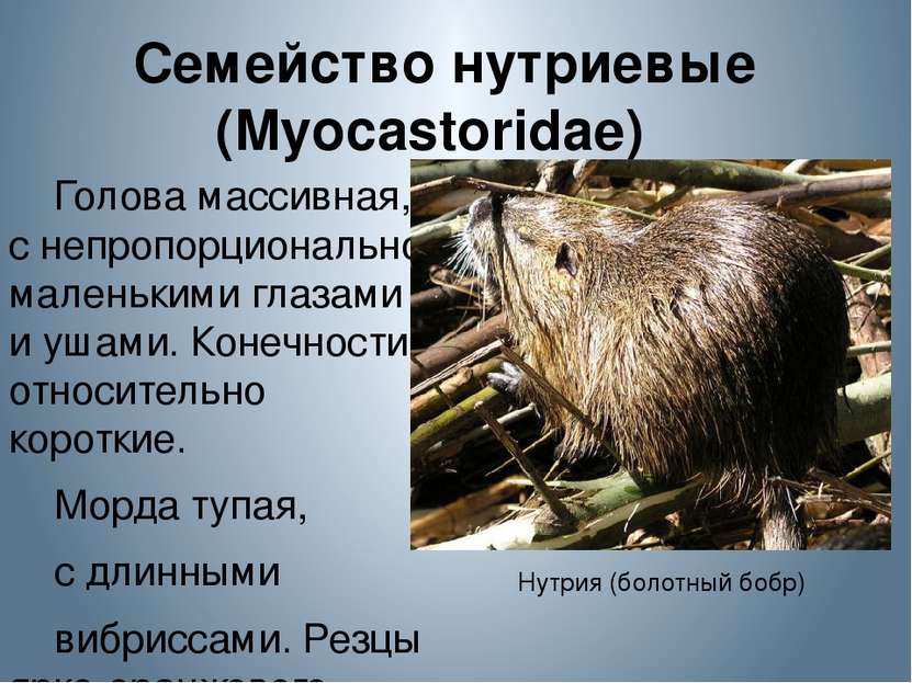 Семейство нутриевые (Myocastoridae)  Голова массивная, с непропорционально ма...