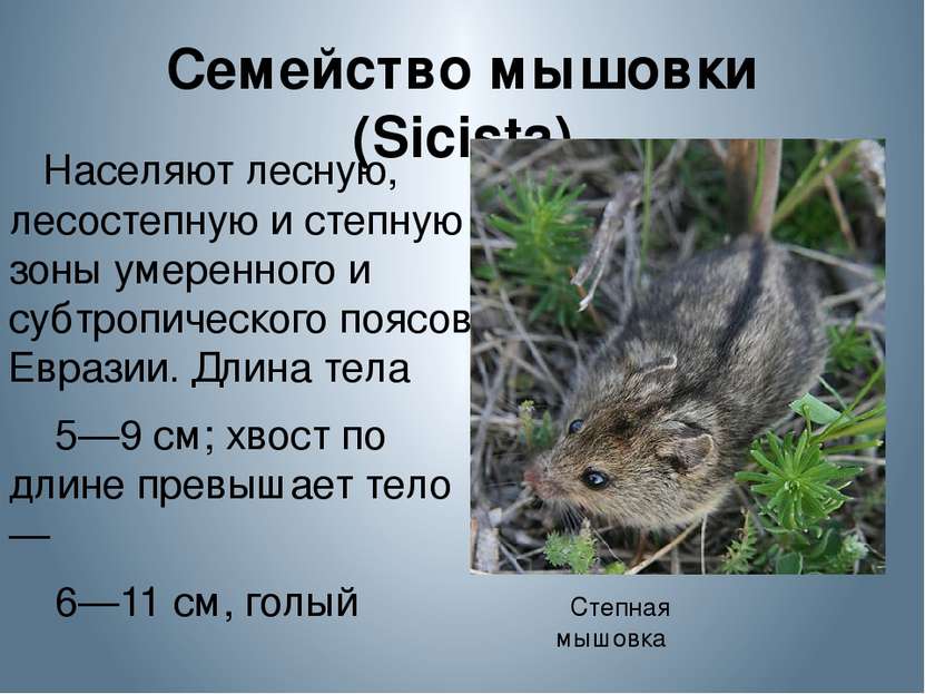 Семейство мышовки (Sicista) Населяют лесную, лесостепную и степную зоны умере...