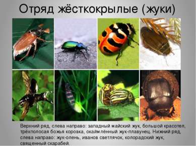 Отряд жёсткокрылые (жуки) Верхний ряд, слева направо: западный майский жук, б...