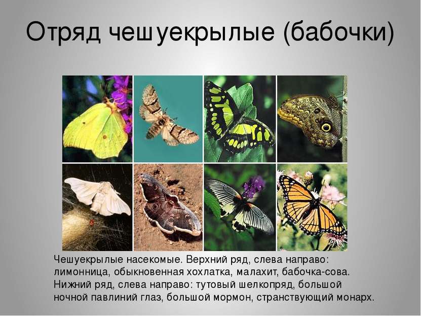 Отряд чешуекрылые (бабочки) Чешуекрылые насекомые. Верхний ряд, слева направо...