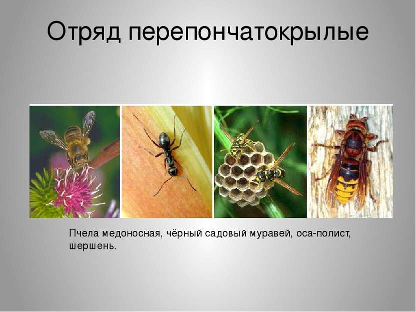 Отряд перепончатокрылые Пчела медоносная, чёрный садовый муравей, оса-полист,...