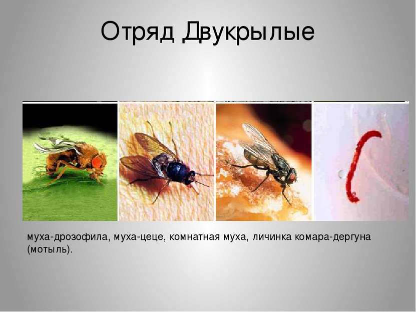 Отряд Двукрылые муха-дрозофила, муха-цеце, комнатная муха, личинка комара-дер...