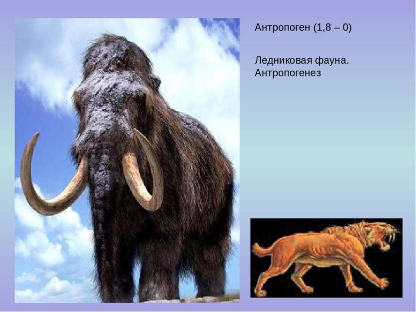 Антропоген (1,8 – 0) Ледниковая фауна. Антропогенез