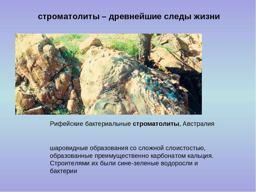 строматолиты – древнейшие следы жизни шаровидные образования со сложной слоис...