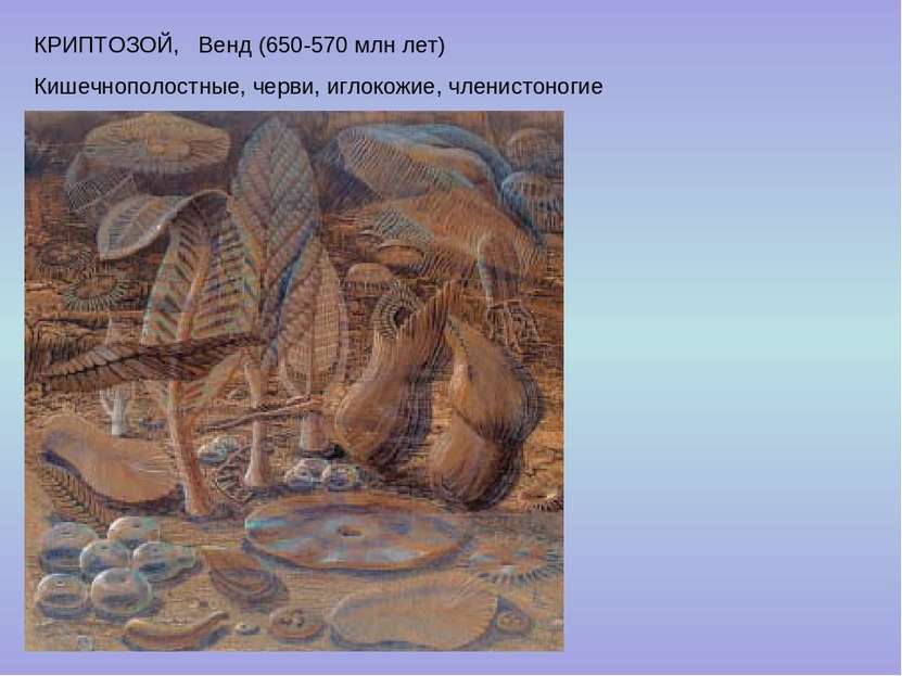 КРИПТОЗОЙ, Венд (650-570 млн лет) Кишечнополостные, черви, иглокожие, членист...