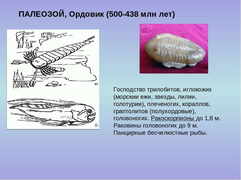 ПАЛЕОЗОЙ, Ордовик (500-438 млн лет) Господство трилобитов, иглокожих (морскии...