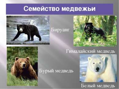 Семейство медвежьи Бируанг Гималайский медведь Бурый медведь Белый медведь