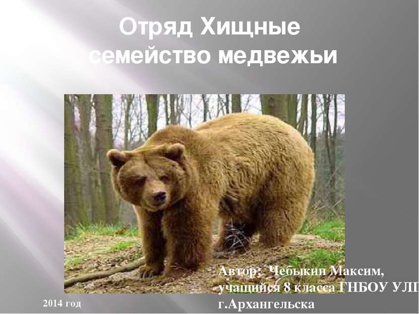Отряд Хищные семейство медвежьи Автор: Чебыкин Максим, учащийся 8 класса ГНБО...