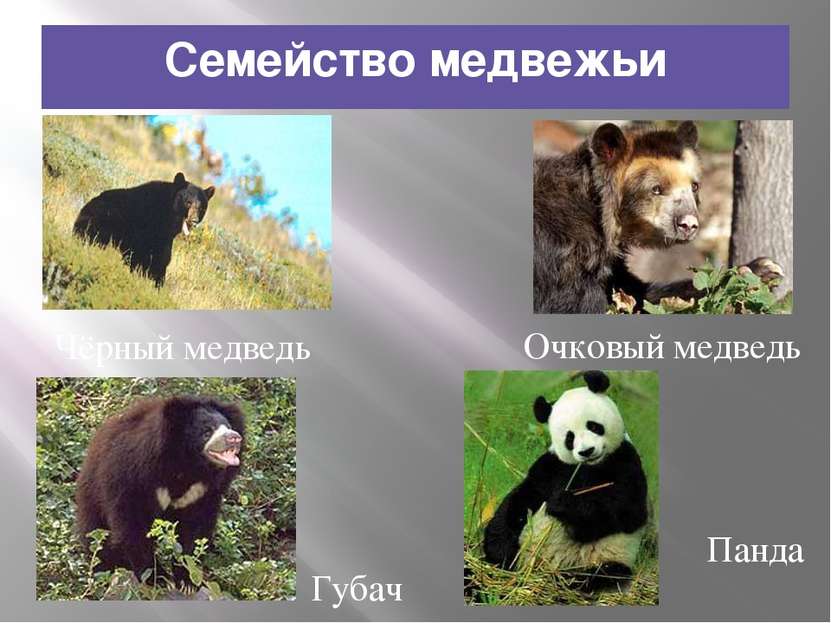 Семейство медвежьи Чёрный медведь Очковый медведь Губач Панда