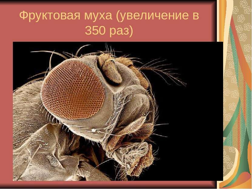 Фруктовая муха (увеличение в 350 раз)