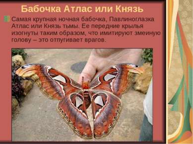 Бабочка Атлас или Князь Самая крупная ночная бабочка, Павлиноглазка Атлас или...
